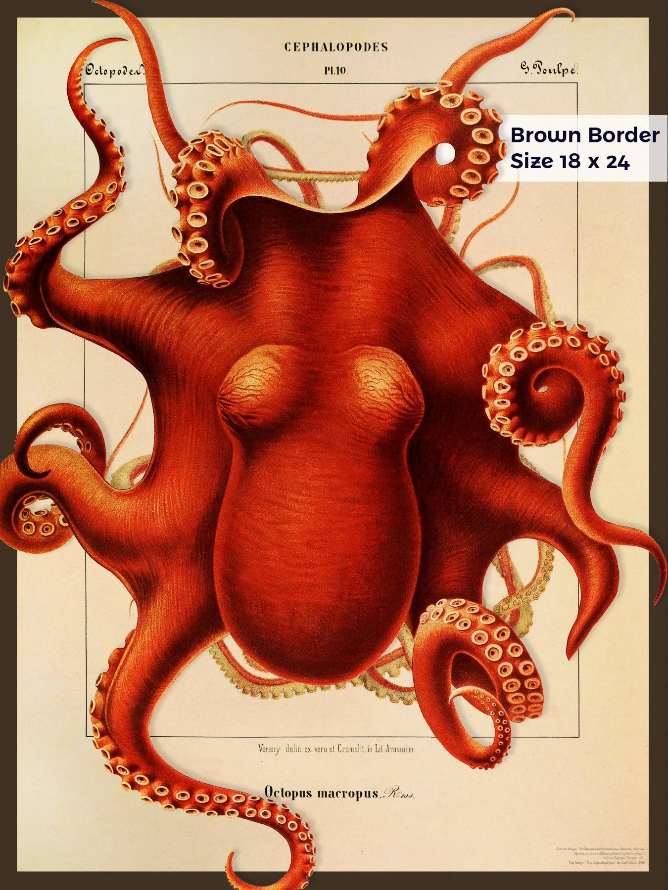 Composite Octopus from 1851 & 1910 - Cephalopod.