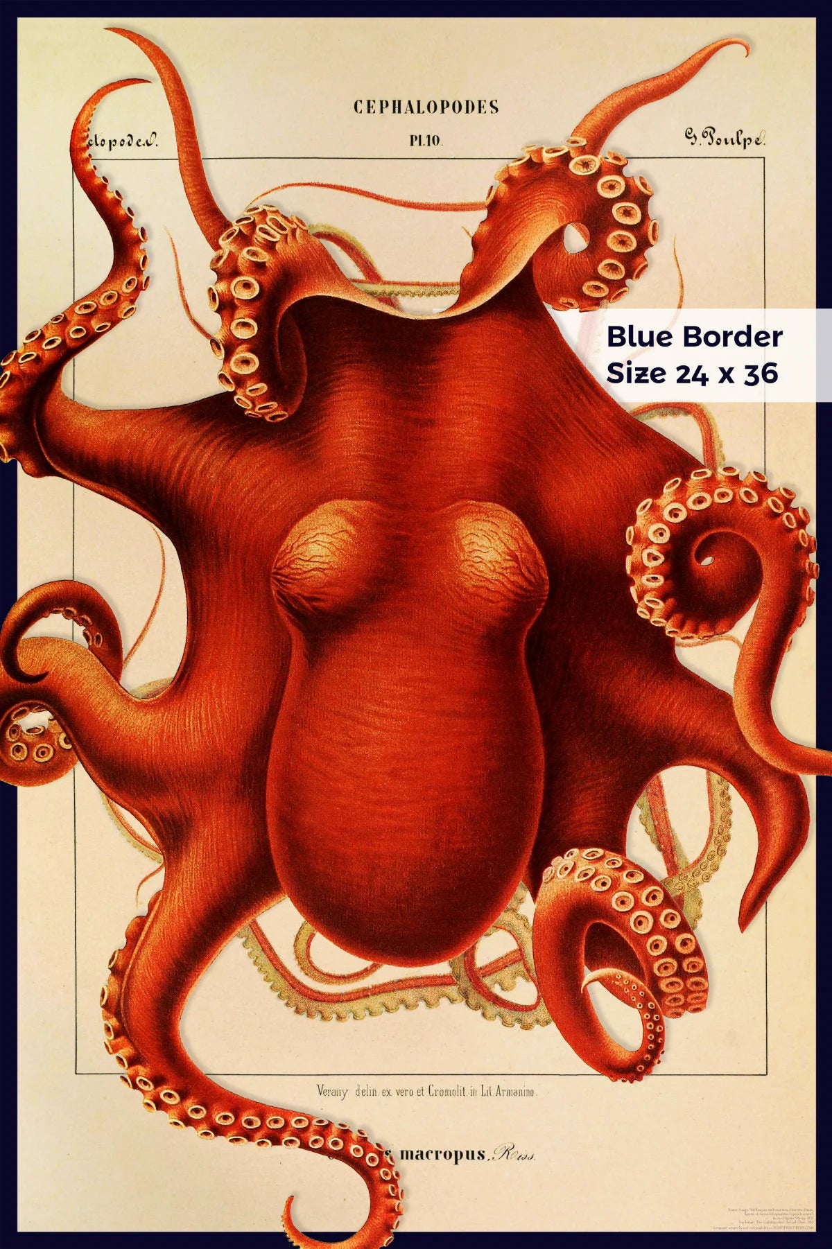 Composite Octopus from 1851 & 1910 - Cephalopod.