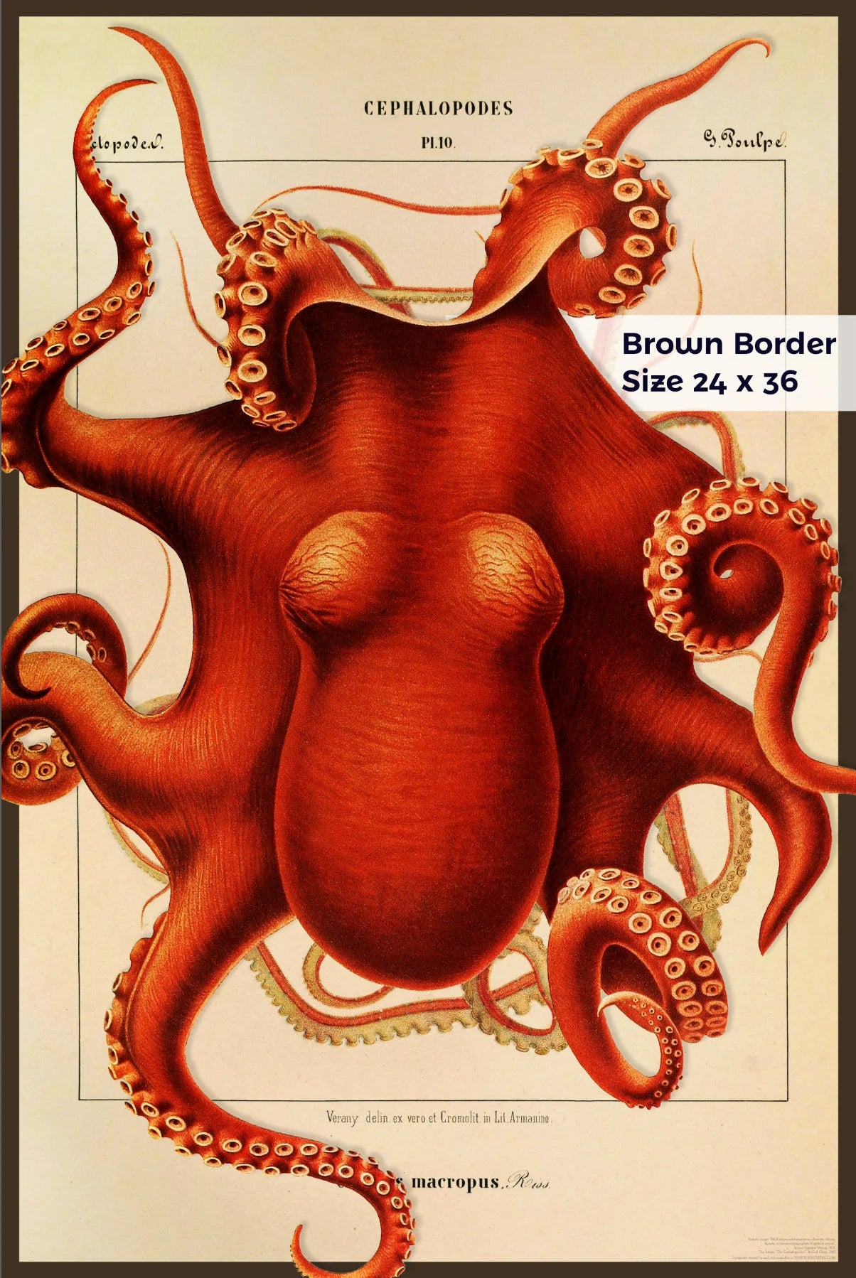 Composite Octopus from 1851 & 1910 - Cephalopod.