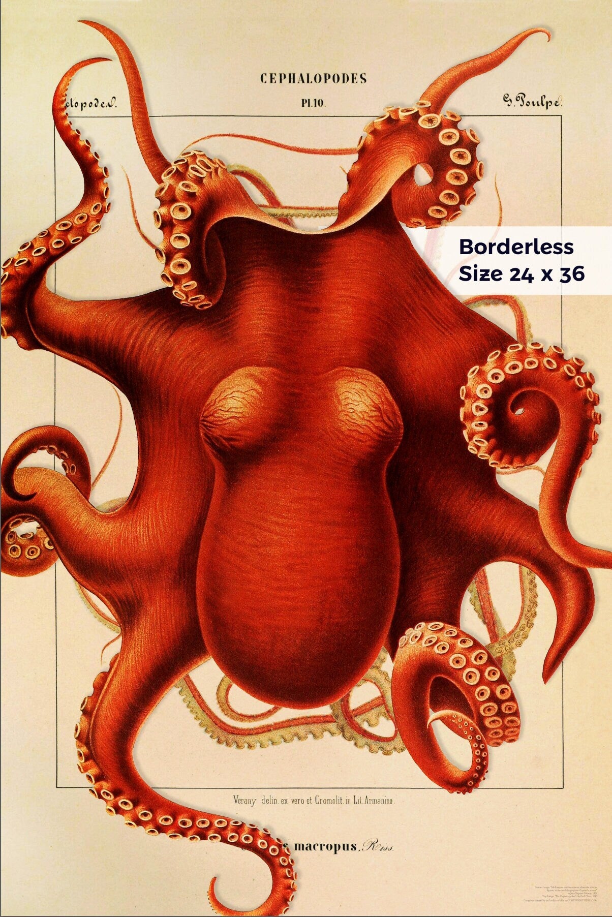 Composite Octopus from 1851 & 1910 - Cephalopod.