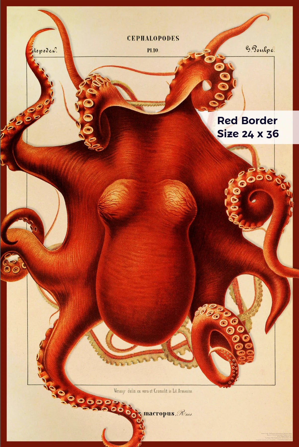 Composite Octopus from 1851 & 1910 - Cephalopod.