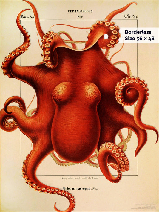 Composite Octopus from 1851 & 1910 - Cephalopod.